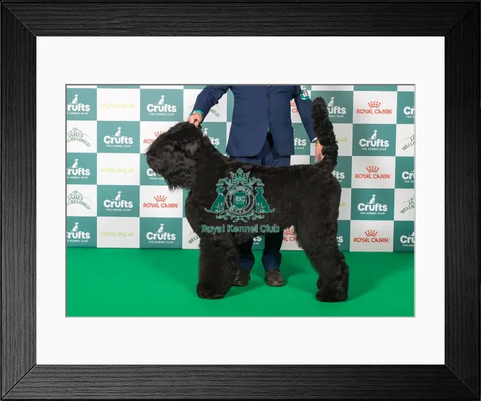 Framed Print : Best of Breed Russian Black Terrier 2025 Framed Print : Best of Breed Russian Black Terrier 2025