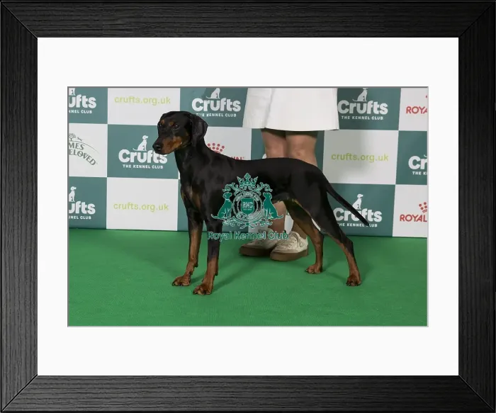 Framed Print : Best of Breed German Pinscher 2025 Framed Print : Best of Breed German Pinscher 2025