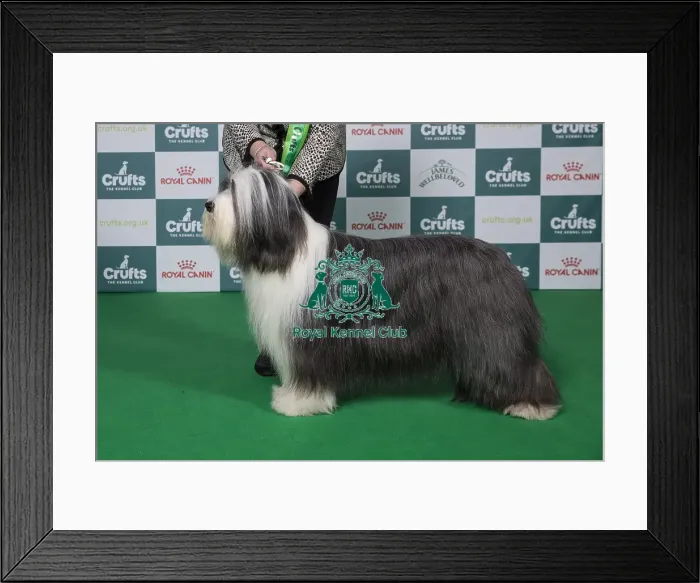 Framed Print : Best of Breed Bearded Collie 2025 Framed Print : Best of Breed Bearded Collie 2025