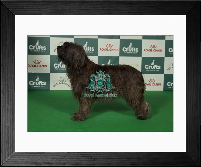 Framed Print : Best of Breed Catalan Sheepdog 2025