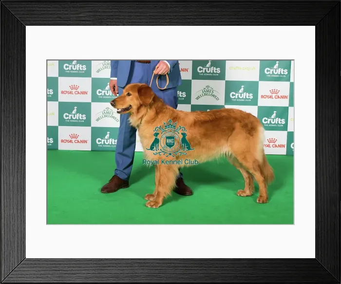 Framed Print : Best of Breed Hovawart 2025 Framed Print : Best of Breed Hovawart 2025