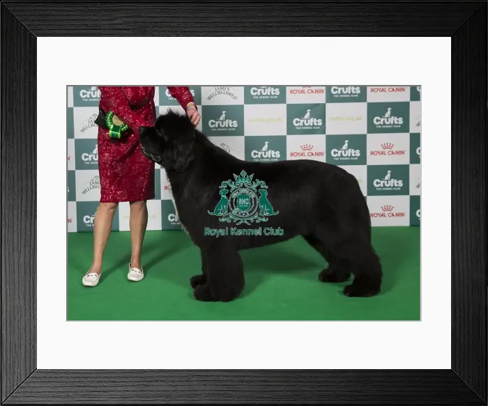 Framed Print : Best of Breed Newfoundland 2025 Framed Print : Best of Breed Newfoundland 2025