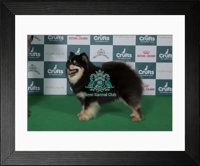 Framed Print : Best of Breed Finnish Lapphund 2025 Framed Print : Best of Breed Finnish Lapphund 2025