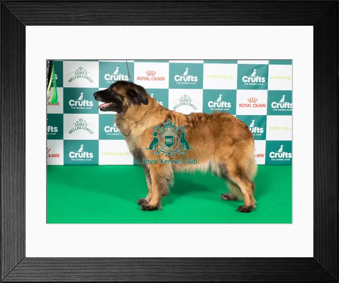 Framed Print : Best of Breed Estrela Mountain Dog 2025 Framed Print : Best of Breed Estrela Mountain Dog 2025
