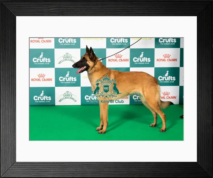 Framed Print : Best of Breed Belgian Shepherd Dog (Malinois) 2025 Framed Print : Best of Breed Belgian Shepherd Dog (Malinois) 2025