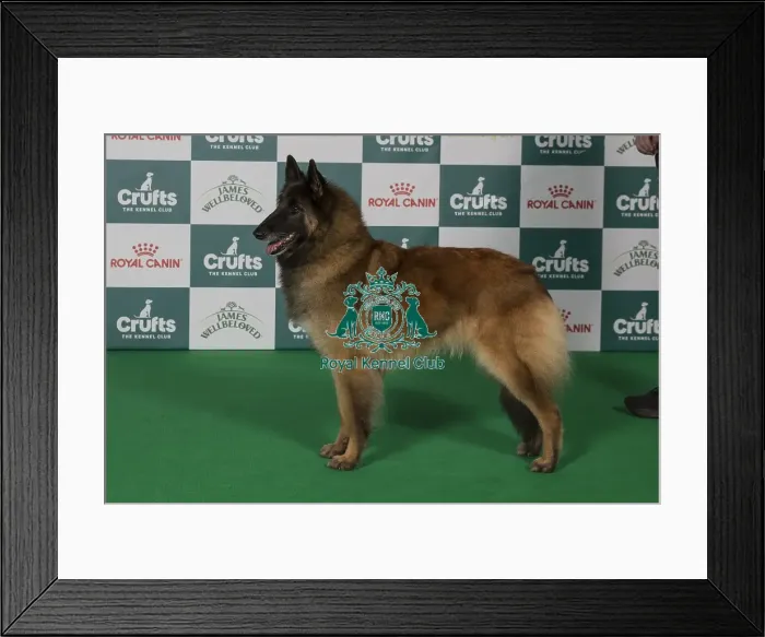 Framed Print : Best of Breed Belgian Shepherd Dog (Tervueren) 2025
