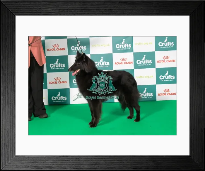 Framed Print : Best of Breed Belgian Shepherd Dog (Groenendael) 2025 Framed Print : Best of Breed Belgian Shepherd Dog (Groenendael) 2025