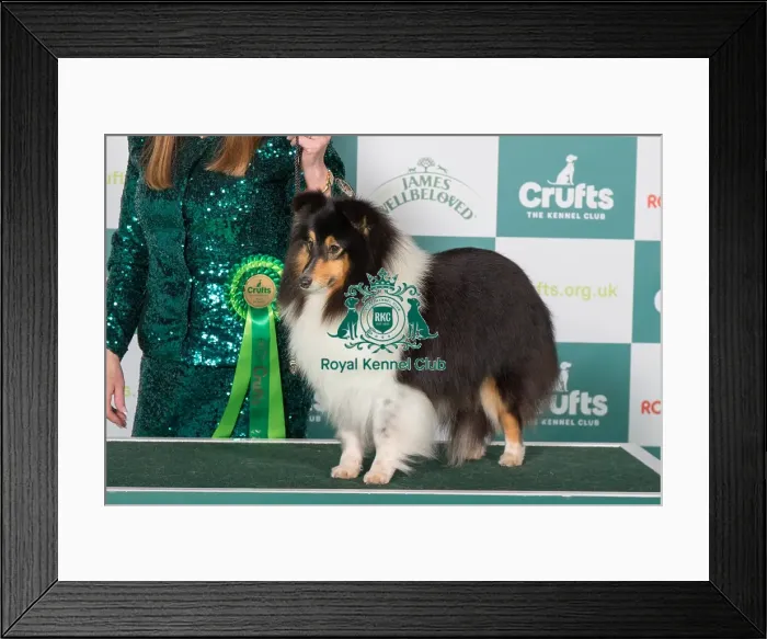 Framed Print : Best of Breed Shetland Sheepdog 2025 Framed Print : Best of Breed Shetland Sheepdog 2025