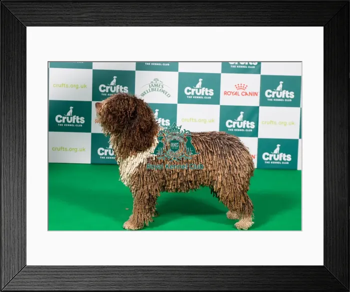 Framed Print : Spanish Water Dog BOB