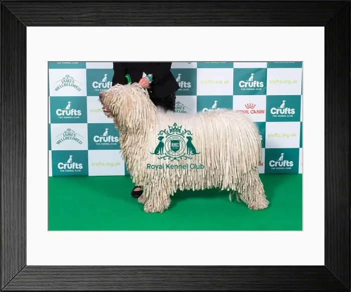 Framed Print : Best of Breed Komondor 2025
