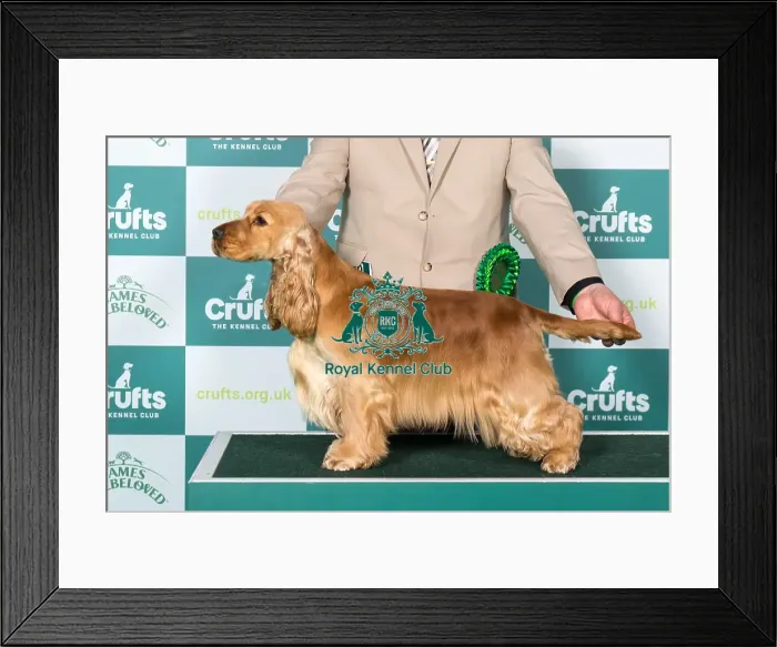 Framed Print : Cocker Spaniel BOB