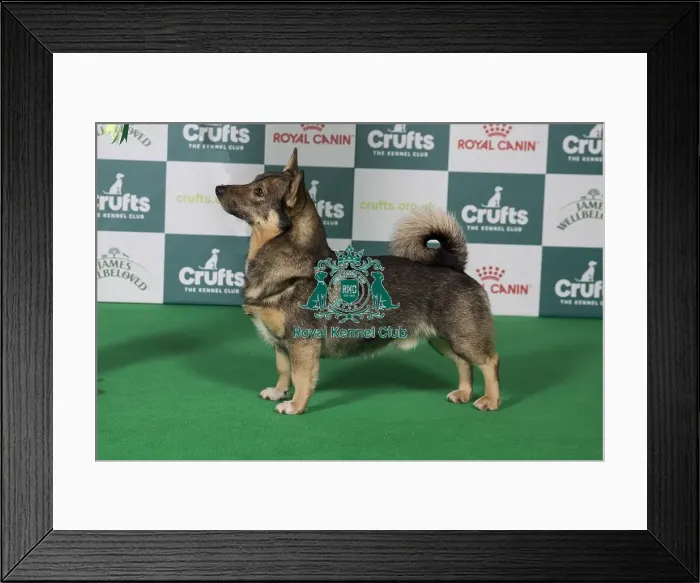 Framed Print : Best of Breed winner Swedish Vallhund 2025