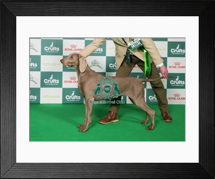 Framed Print : Weimaraner BOB
