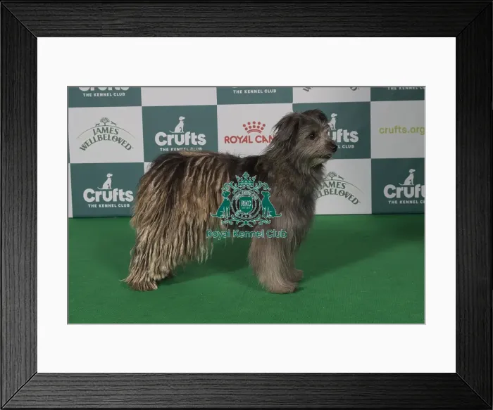 Framed Print : Best of Breed Pyrenean Sheepdog (long haired) 2025