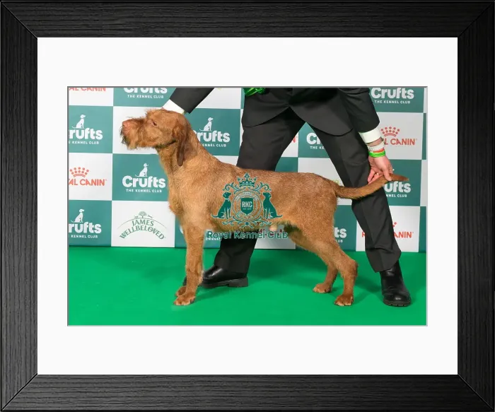 Framed Print : Hungarian Wirehaired Vizsla BOB Framed Print : Hungarian Wirehaired Vizsla BOB