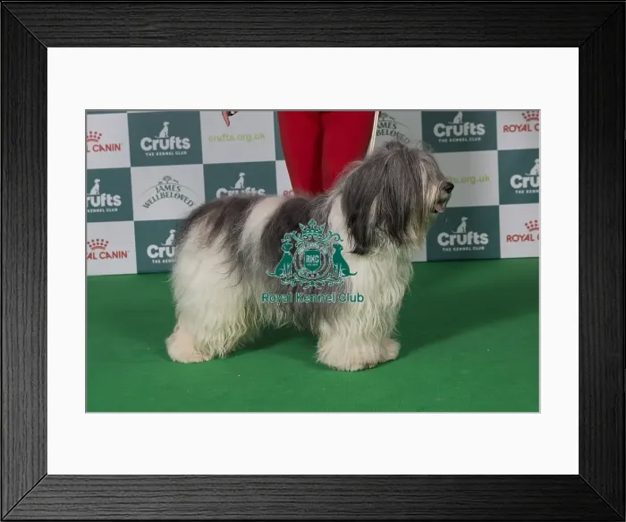 Framed Print : Best of Breed Polish Lowland Sheepdog 2025 Framed Print : Best of Breed Polish Lowland Sheepdog 2025