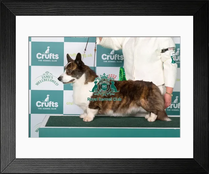 Framed Print : Best of Breed winner Welsh Corgi Cardigan 2025 Framed Print : Best of Breed winner Welsh Corgi Cardigan 2025