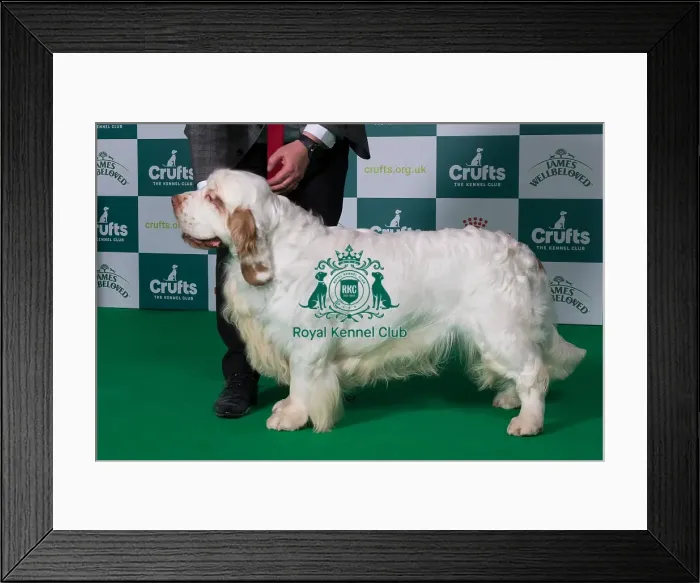 Framed Print : Clumber Spaniel BOB Framed Print : Clumber Spaniel BOB