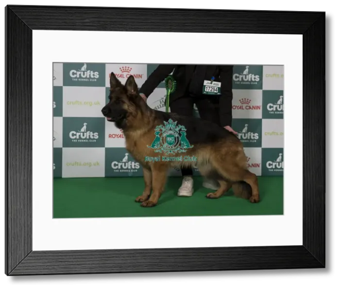 Framed Print : Best of Breed German Shepherd Dog 2025 Framed Print : Best of Breed German Shepherd Dog 2025