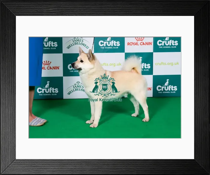Framed Print : Best of Breed Norwegian Buhund 2025 Framed Print : Best of Breed Norwegian Buhund 2025