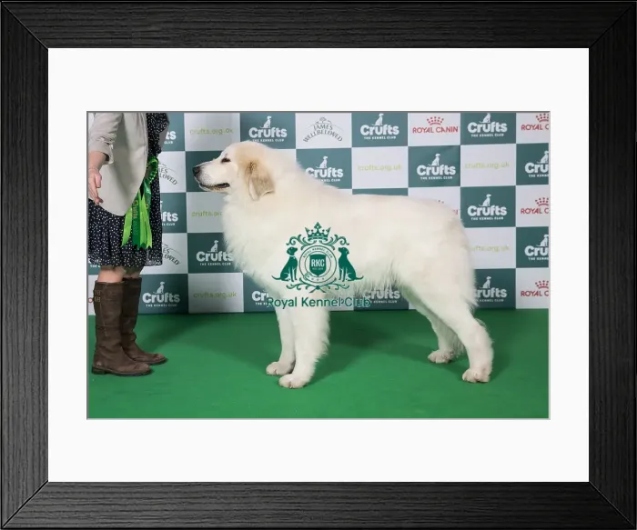 Framed Print : Best of Breed Pyrenean Mountain Dog 2025 Framed Print : Best of Breed Pyrenean Mountain Dog 2025
