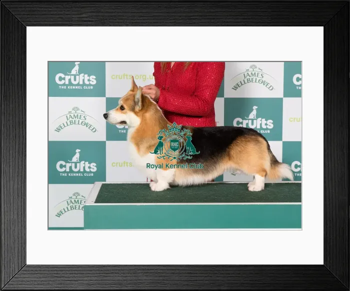 Framed Print : Best of Breed winner Welsh Pembroke Corgi 2025 Framed Print : Best of Breed winner Welsh Pembroke Corgi 2025
