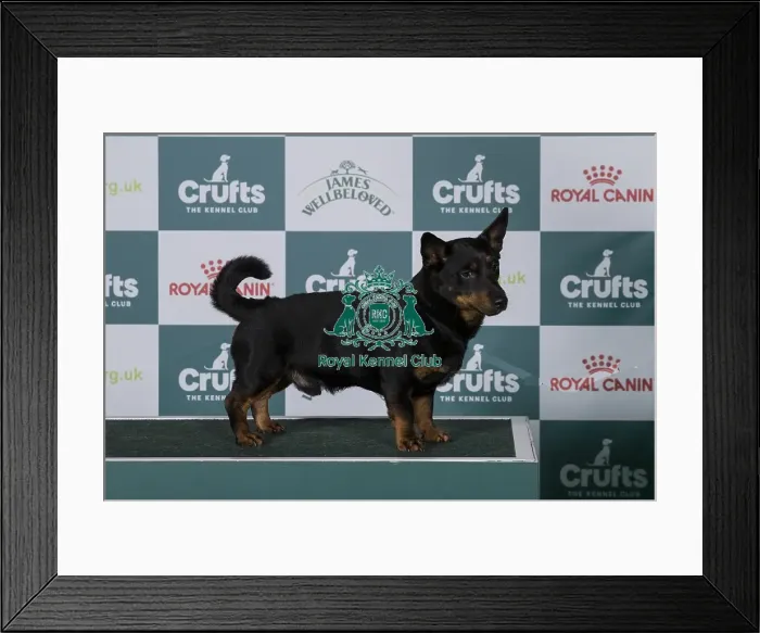 Framed Print : Best of Breed Lancashire Heeler 2025 Framed Print : Best of Breed Lancashire Heeler 2025