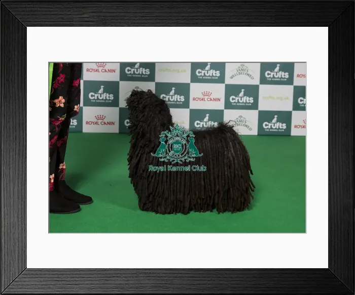 Framed Print : Best of Breed winner Hungarian Puli 2025 Framed Print : Best of Breed winner Hungarian Puli 2025
