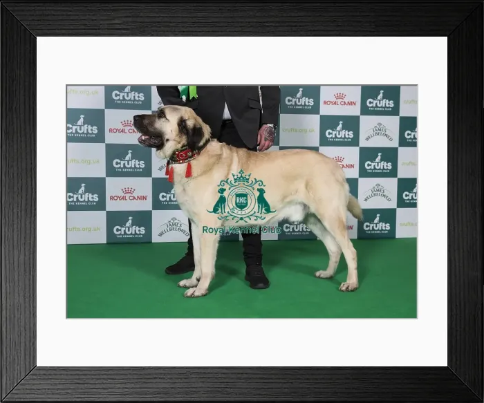 Framed Print : Best of Breed Turkish Kangal Framed Print : Best of Breed Turkish Kangal