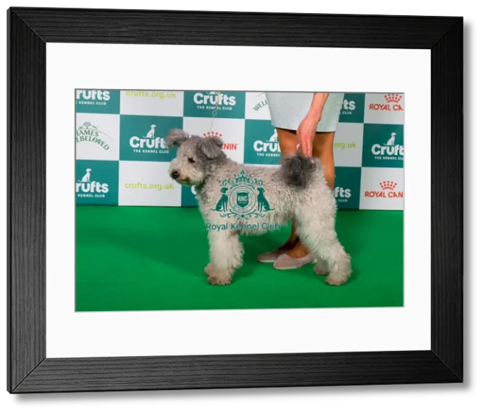 Framed Print : Best of Breed Hungarian Pumi 2025