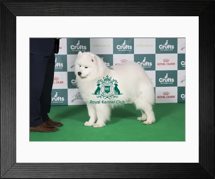 Framed Print : Best of Breed Samoyed 2025 Framed Print : Best of Breed Samoyed 2025
