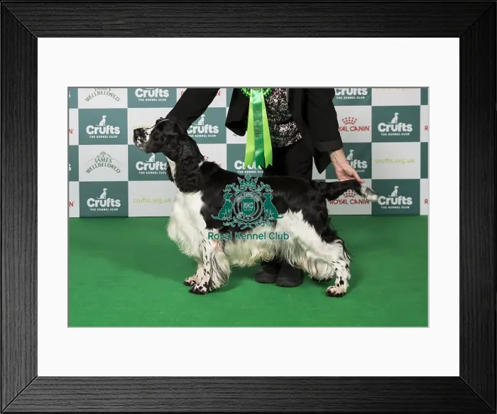 Framed Print : English Springer Spaniel BOB Framed Print : English Springer Spaniel BOB