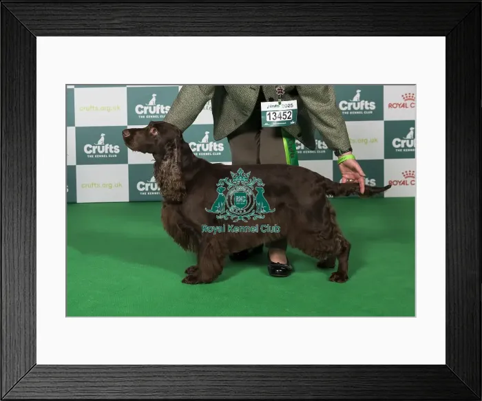 Framed Print : Field Spaniel BOB