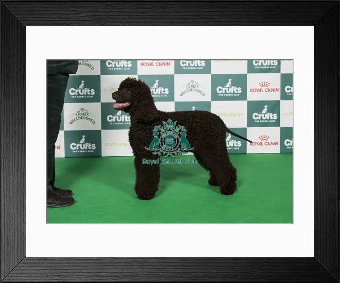 Framed Print : Irish Water Spaniel BOB Framed Print : Irish Water Spaniel BOB