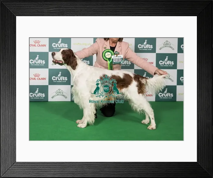 Framed Print : Irish Red and White Setter BOB Framed Print : Irish Red and White Setter BOB