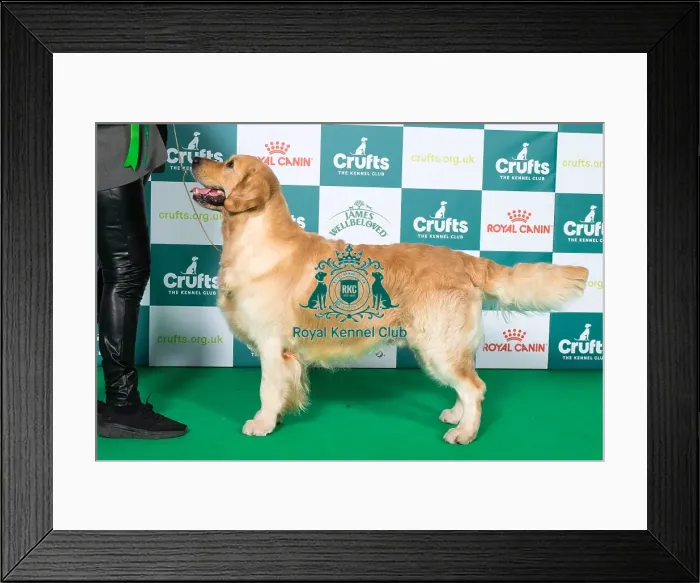 Framed Print : Golden Retriever BOB