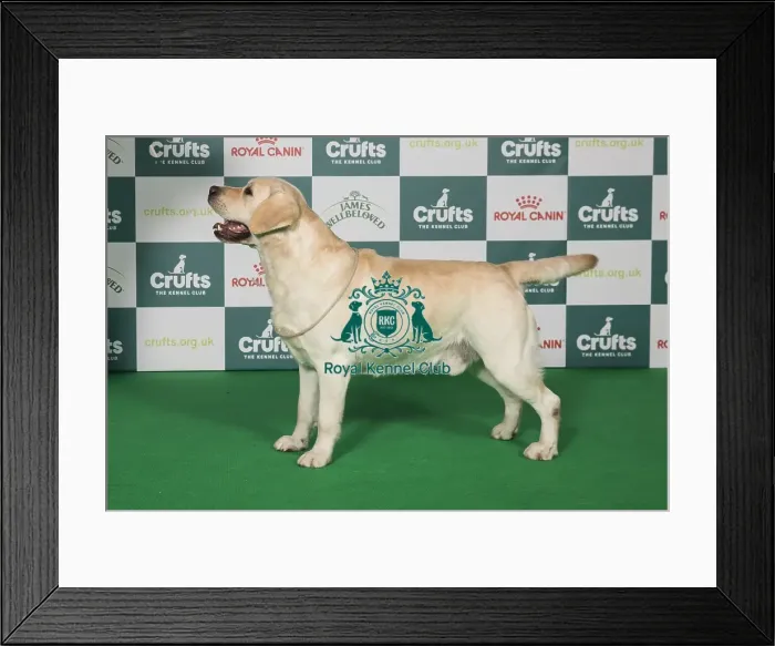 Framed Print : Labrardor Retriever BOB Framed Print : Labrardor Retriever BOB