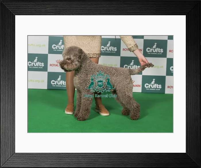 Framed Print : Lagotto Romangnolo BOB