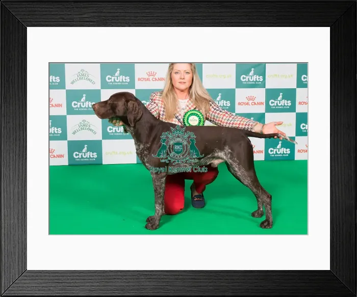 Framed Print : German Shorthaired Pointer BOB Framed Print : German Shorthaired Pointer BOB