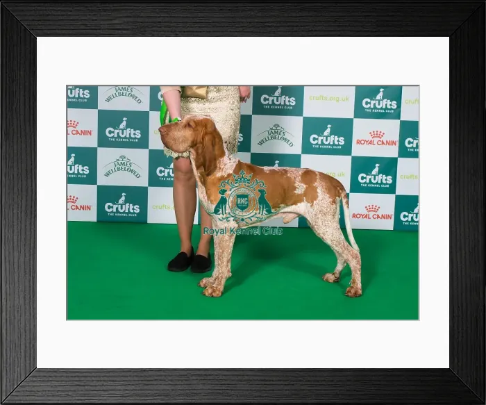 Framed Print : Bracco Italiano BOB