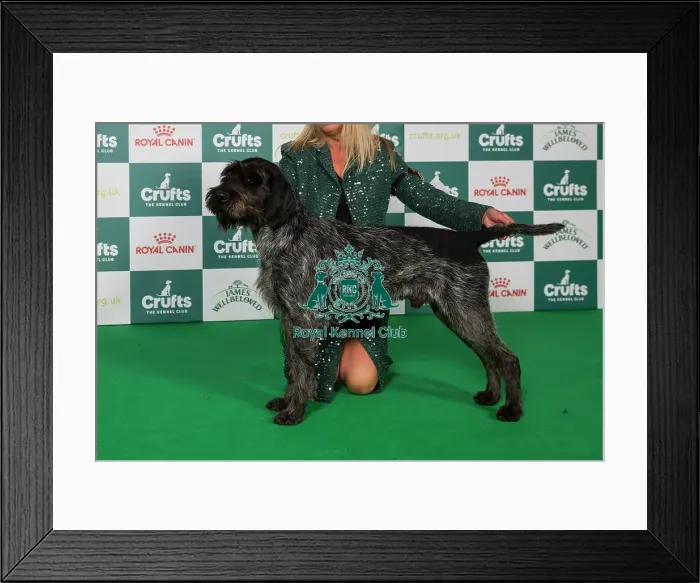 Framed Print : German Wirehaired Pointer BOB Framed Print : German Wirehaired Pointer BOB