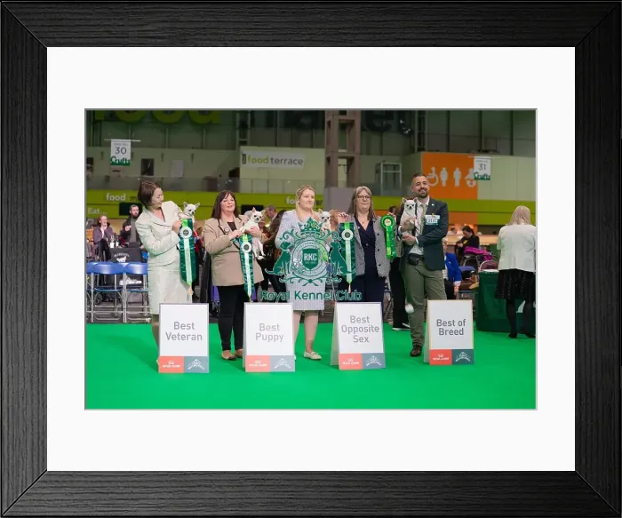 Framed Print : Crufts 2025 Friday Framed Print : Crufts 2025 Friday