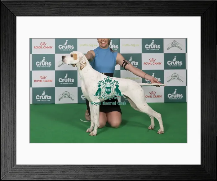 Framed Print : Pointer BOB Framed Print : Pointer BOB