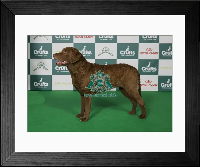 Framed Print : Chesapeake Bay Retriever BOB