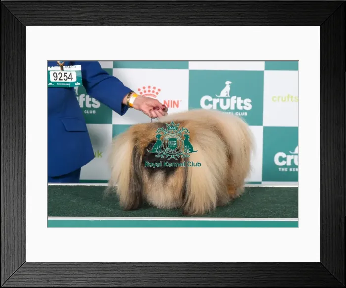 Framed Print : Pekingese BOB Framed Print : Pekingese BOB
