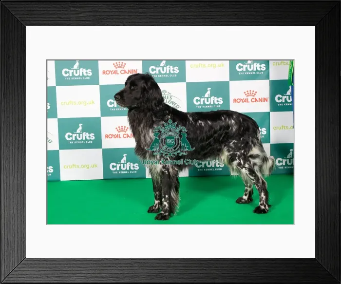 Framed Print : Large Munsterlander BOB Framed Print : Large Munsterlander BOB