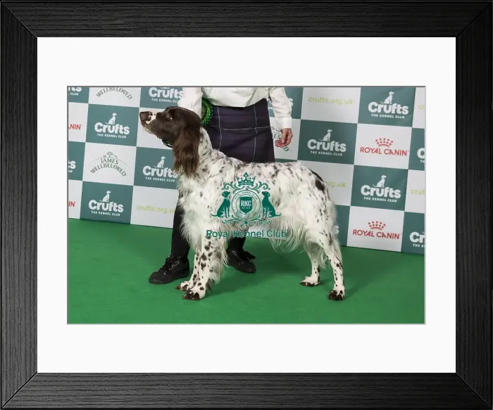 Framed Print : German Longhaired Pointer BOB Framed Print : German Longhaired Pointer BOB