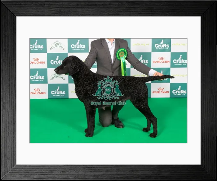 Framed Print : Curly Coated Retriever BOB