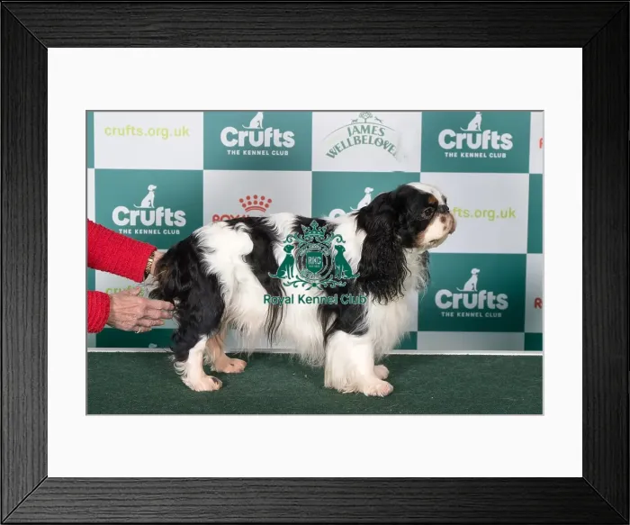 Framed Print : King Charles Spaniel BOB Framed Print : King Charles Spaniel BOB