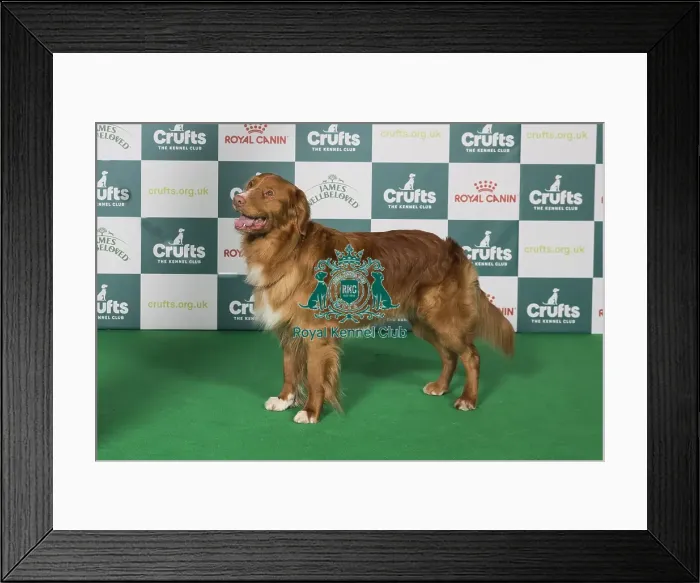 Framed Print : Nova Scotia Duck Tolling Retriever BOB